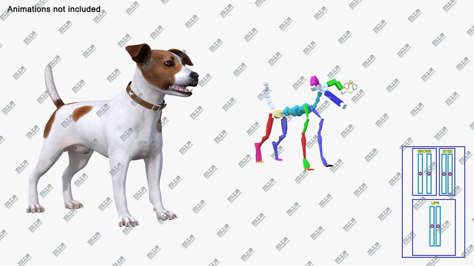 images/goods_img/202105071/3D model Spotted Jack Russell Terrier Fur Rigged/3.jpg